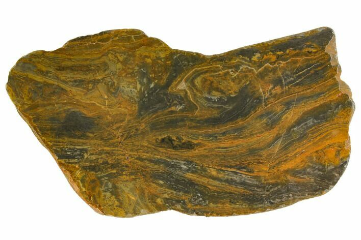 Polished, Mesoproterozoic Stromatolite (Conophyton) - Australia #150368